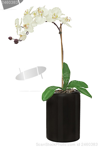 Image of Orchid in black flowerpot isolated on white background.