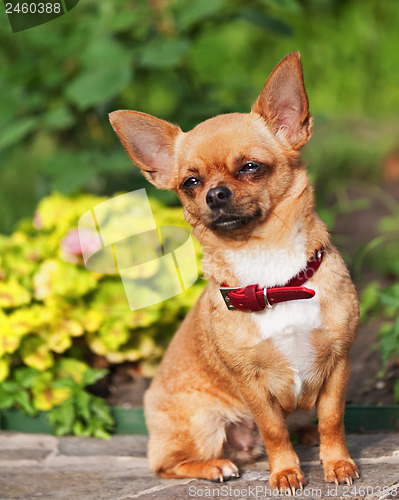 Image of Red chihuahua dog sits on a granite pedestal.