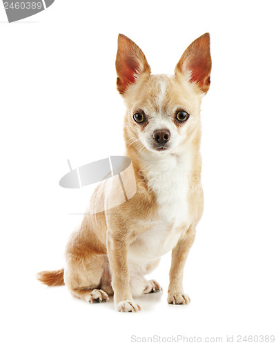 Image of Beige chihuahua dog isolated on white background.