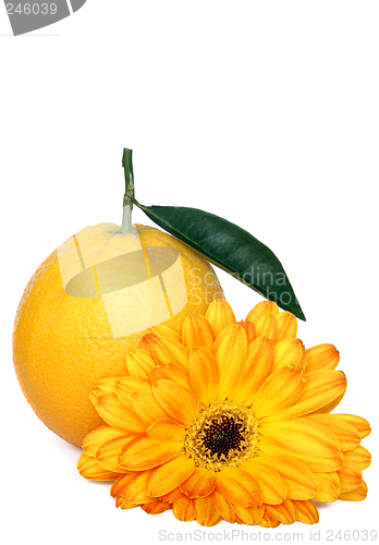 Image of Orange and Flower