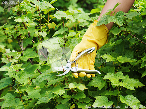 Image of Hand with green pruner in the garden.