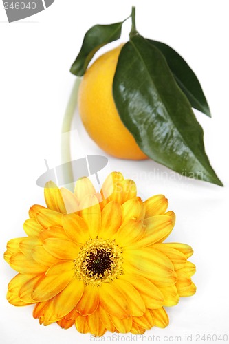 Image of Flower and Orange