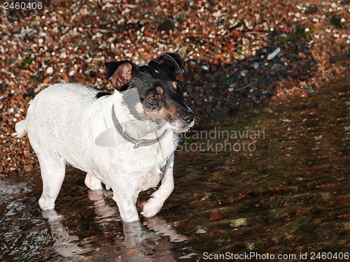 Image of Wet Jack Russell Terrier on the beach near sea water.
