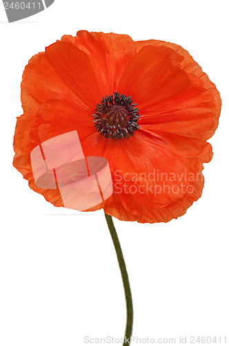 Image of Single poppy isolated on white background.