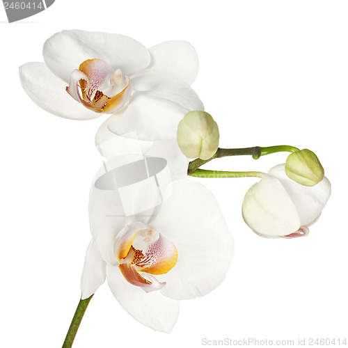 Image of White orchid isolated on white background.