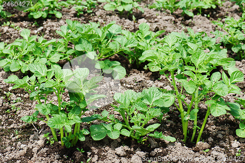 Image of Rows of growth green potato plant in field.