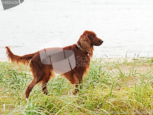 Image of Hunting irish setter standing in the grass.