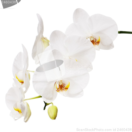 Image of White orchid isolated on white background.