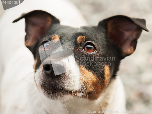 Image of Jack Russell Terrier