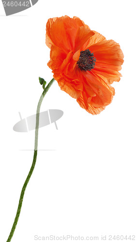 Image of Single poppy isolated on white background. 