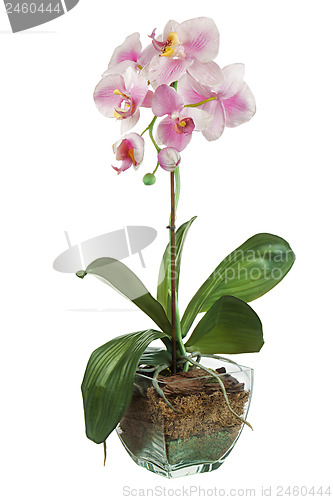 Image of Orchid in glass flowerpot isolated on white background.