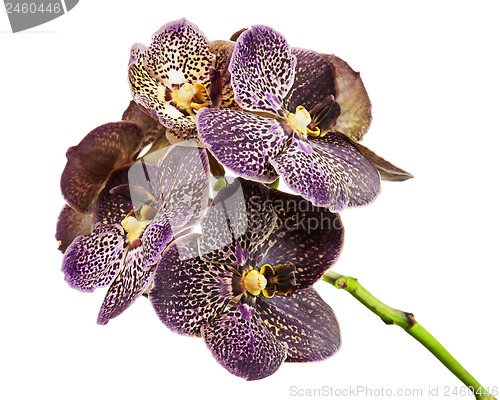 Image of Dark tiger orchid isolated on white background.