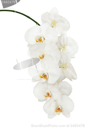 Image of White orchid isolated on white background.