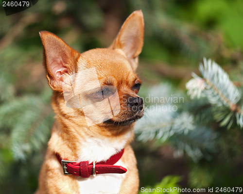 Image of Red chihuahua dog on garden background.