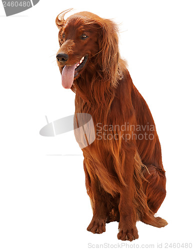 Image of Hunting irish setter sitting isolated on white background.