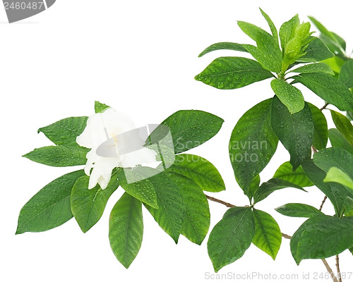 Image of Gardenia flower (Gardenia jasminoides) isolated on white backgro
