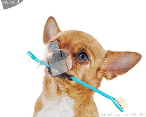 Image of Red chihuahua dog with toothbrush isolated on white background.