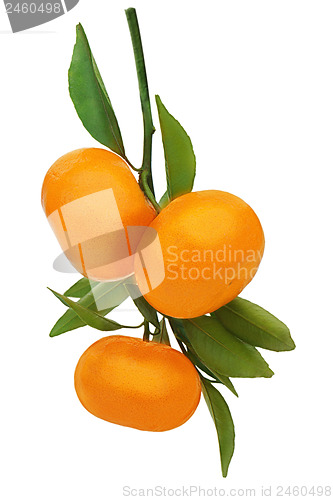 Image of Fresh ripe tangerines with green leaves isolated on white backgr