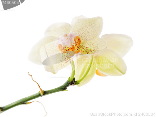 Image of Orchid arrangement centerpiece isolated on white background.