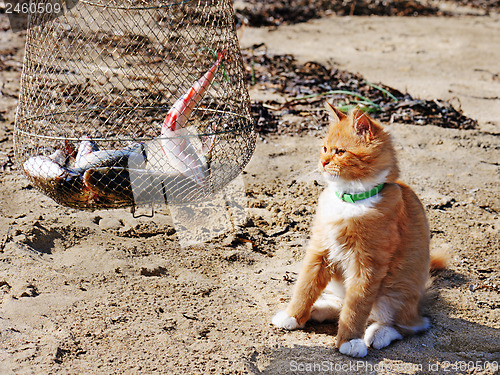 Image of Young red maine coon and fish.