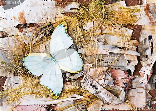 Image of Abstract composition from butterflies, birch bark and straw.