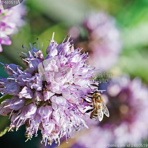 Image of Honey bee on blue flower.