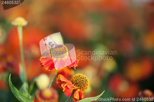 Image of  Honey bee on red flower.