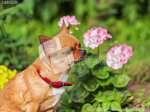 Image of Red chihuahua dog on garden background. 