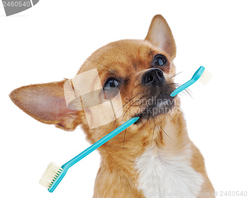 Image of Red chihuahua dog with toothbrush isolated on white background.