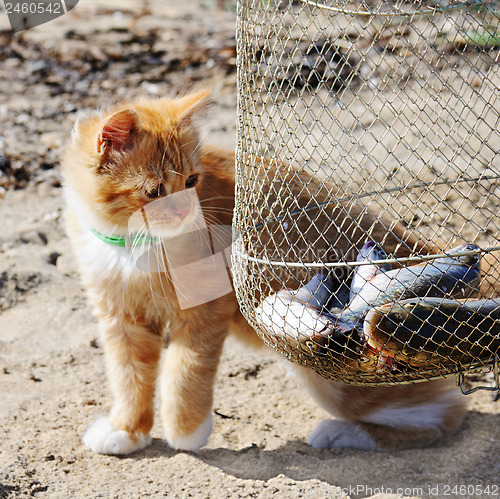 Image of Young red maine coon and fish.