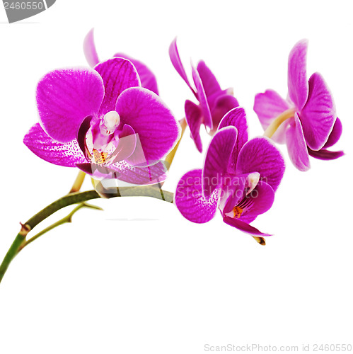 Image of Very rare purple orchid isolated on white background.