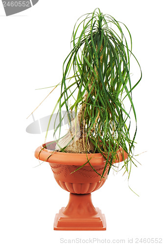 Image of Nolina (Beaucarnea recurvata) in a flower pot isolated on white.