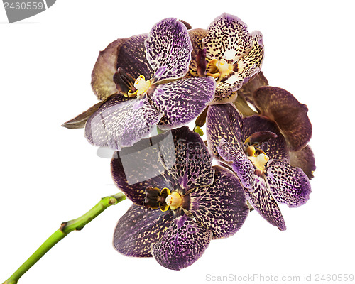 Image of Dark tiger orchid isolated on white background.