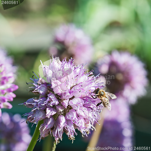 Image of Honey bee on blue flower.