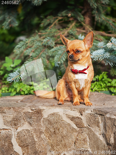 Image of Red chihuahua dog sits on a granite pedestal.