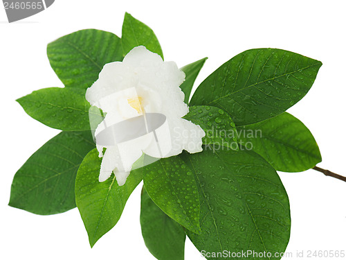 Image of Gardenia flower (Gardenia jasminoides) isolated on white backgro