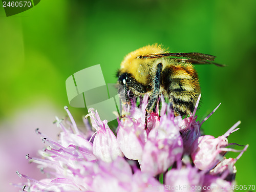 Image of Macro shot of honey bee on blue flower.