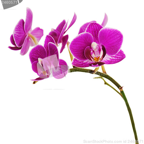 Image of Very rare purple orchid isolated on white background.