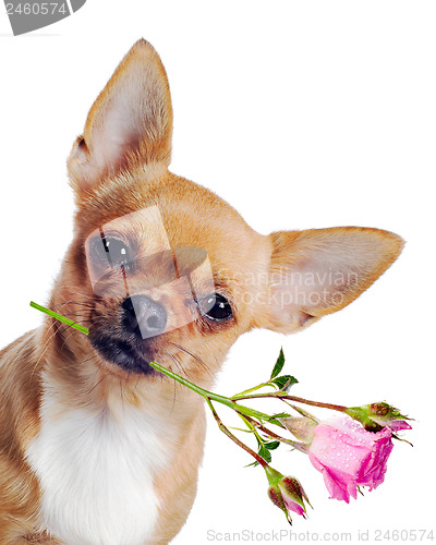 Image of Chihuahua dog with rose isolated on white background