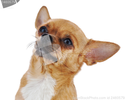 Image of Red chihuahua dog isolated on white background.