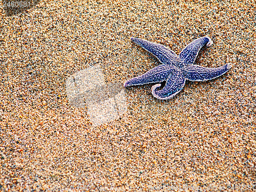 Image of Starfish on sand as background, selective focus. 