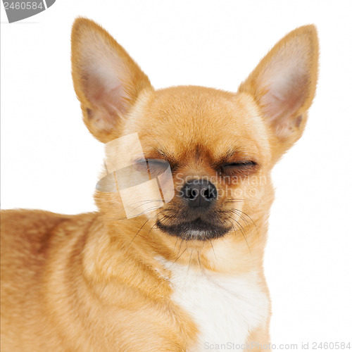 Image of Red chihuahua dog with closed eyes isolated on white background.