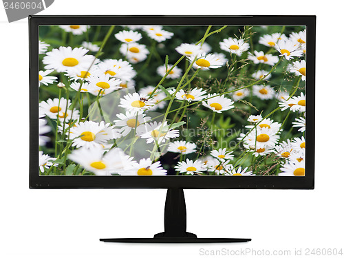 Image of Black lcd monitor with flowering meadow isolated on white backgr