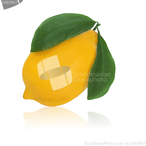 Image of fresh lemon citrus with green leaves isolated on white backgroun