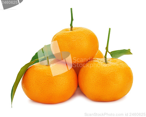 Image of Fresh ripe tangerines with green leaves isolated on white backgr