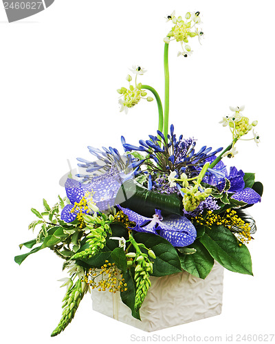 Image of Bouquet from orchids and Arabian Star flower (Ornithogalum arabi