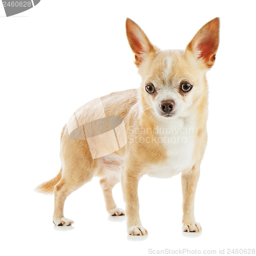 Image of Beige chihuahua dog isolated on white background.