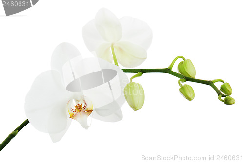 Image of White ortchid isolated on white background.