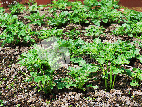 Image of Rows of growth green potato plant in field.