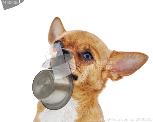 Image of Red chihuahua dog with bowl isolated on white background.